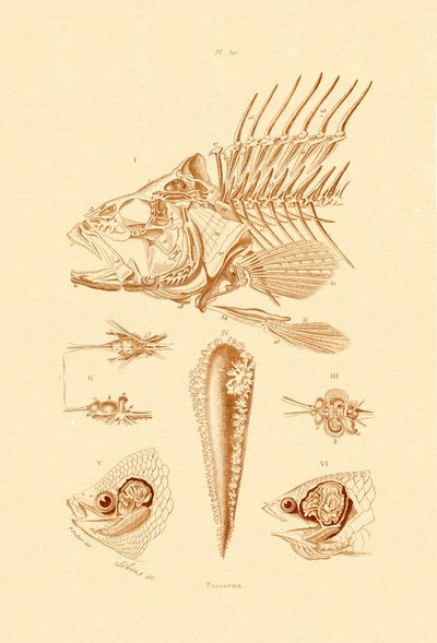 Fish by French School